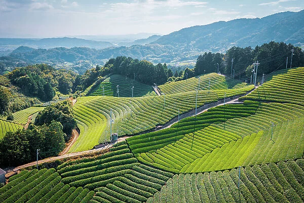 Wazuka Tea Plantation from above, Kansai, Japan