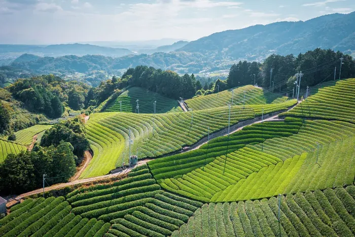 Framed Print : Wazuka Tea Plantation from above, Kansai, Japan Framed Print : Wazuka Tea Plantation from above, Kansai, Japan