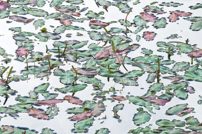 Framed Print : Some weeds on the surface of a lake in the Dolomites. Italy Framed Print : Some weeds on the surface of a lake in the Dolomites. Italy