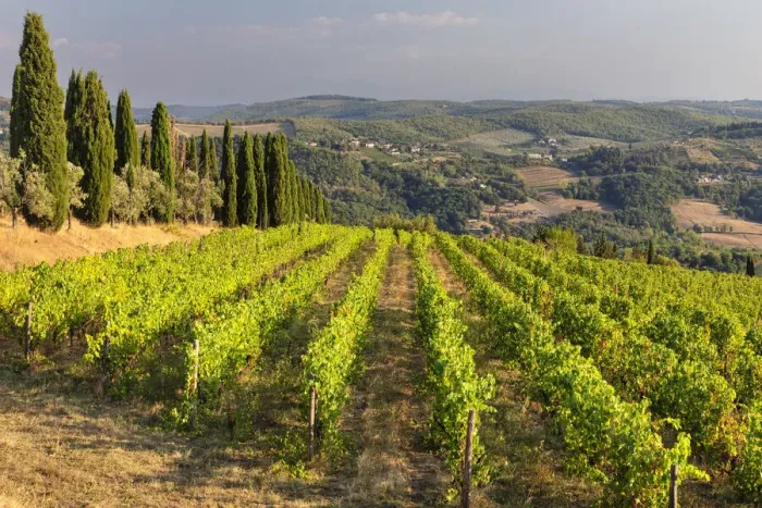 Framed Print : Weinberge bei Volpaia, bei Radda in Chianti, Chianti, Provinz Siena, Toskana, Italien Framed Print : Weinberge bei Volpaia, bei Radda in Chianti, Chianti, Provinz Siena, Toskana, Italien