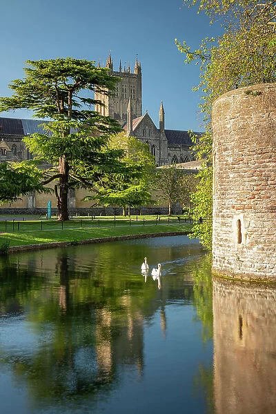 Wells Cathedral reflected in the Bishop's Palace moat, Wells, Somerset, England. Spring (May) 2019