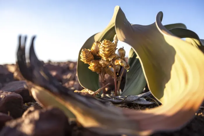 Framed Print : Welwitschia Plant, Damaraland, Namibia Framed Print : Welwitschia Plant, Damaraland, Namibia
