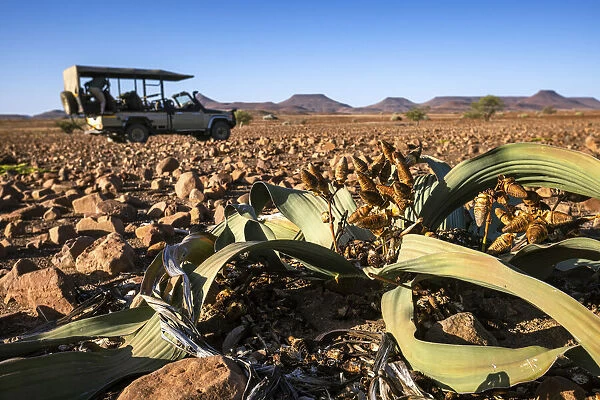 Welwitschia Plant, Damaraland, Namibia