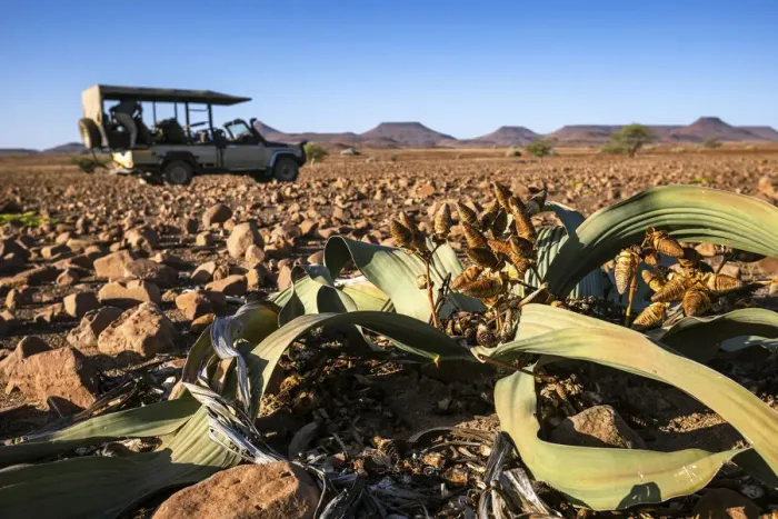 Framed Print : Welwitschia Plant, Damaraland, Namibia Framed Print : Welwitschia Plant, Damaraland, Namibia
