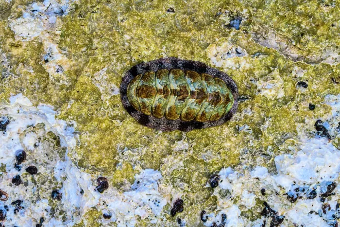 Framed Print : West Indian fuzzy chiton (Acanthopleura granulata), George Town, Grand Cayman-, Cayman Islands Framed Print : West Indian fuzzy chiton (Acanthopleura granulata), George Town, Grand Cayman-, Cayman Islands