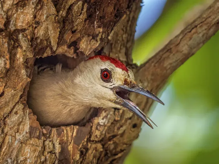 Framed Print : West Indian Woodpecker (Melanerpes superciliaris) at the nest. Grand Cayman, Cayman Islands, British West Indies Framed Print : West Indian Woodpecker (Melanerpes superciliaris) at the nest. Grand Cayman, Cayman Islands, British West Indies