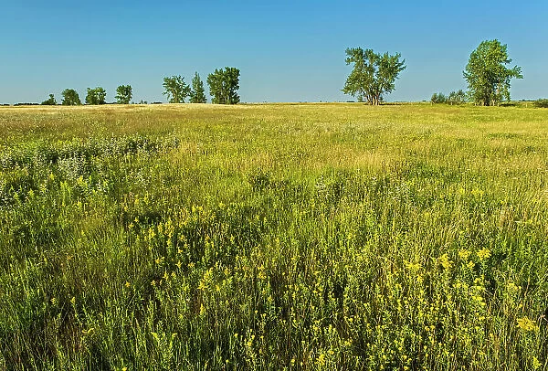 West Souris mixed-grass prairie Broomhill, Manitoba, Canada