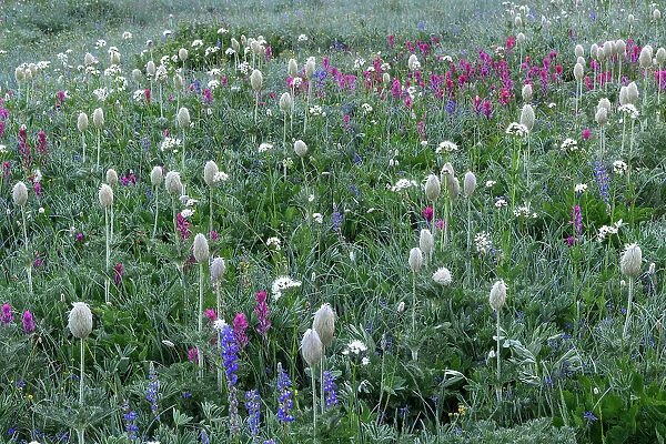 Western Anemone, Magenta Paintbrush, Lupine - Wildflower meadow Mt. Rainier National Park, Washington State, USA