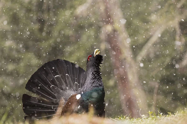 Western Capercaillie or Wood Grouse (Tetrao urogallus) male displaying, Stelvio National