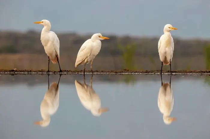 Framed Print : Western cattle egrets, Zimanga Private Game Reserve, Natal, South Africa Framed Print : Western cattle egrets, Zimanga Private Game Reserve, Natal, South Africa