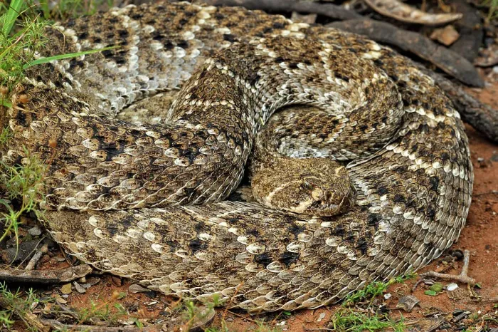 Framed Print : Western diamondback rattlesnake (Crotalus atrox), Rio Grande City, Texas, USA Framed Print : Western diamondback rattlesnake (Crotalus atrox), Rio Grande City, Texas, USA