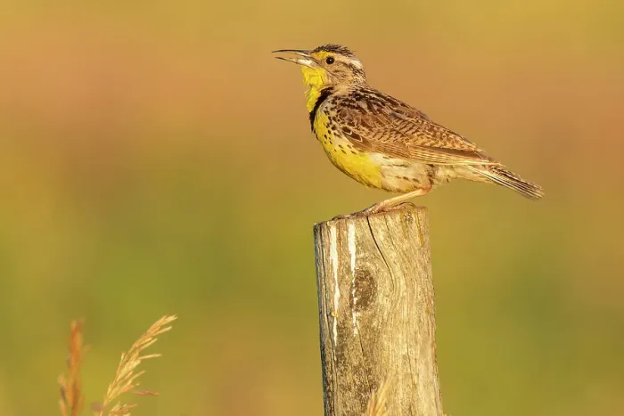 Framed Print : Western Meadowlark (Sturnella neglecta) on fence post, Melita, Manitoba, Canada Framed Print : Western Meadowlark (Sturnella neglecta) on fence post, Melita, Manitoba, Canada