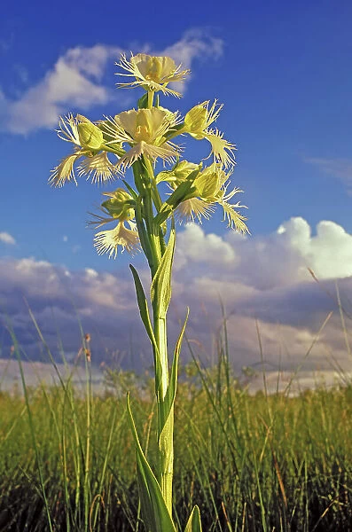 Western prairie fringed orchid Tolstoi Tall Grass Prairie Prese, Manitoba, Canada