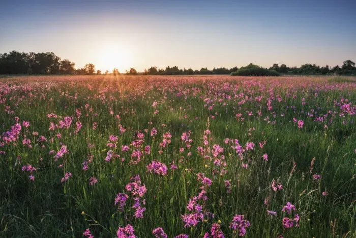 Framed Print : Wet meadow with Ragged Robin (Lychnis flos-cuculi) in the Bavarian Rhoen Framed Print : Wet meadow with Ragged Robin (Lychnis flos-cuculi) in the Bavarian Rhoen