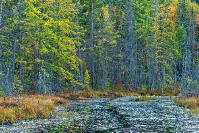 Framed Print : Wetland in Algonquin Provincial Park, Ontario, Canada Framed Print : Wetland in Algonquin Provincial Park, Ontario, Canada