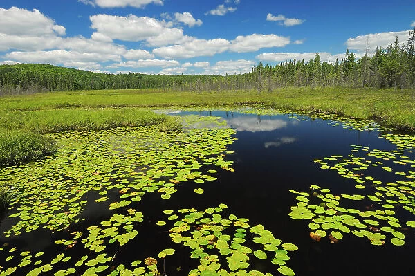 Wetland of American white waterlily (Nympahea odoroata) in boreal forest Algonquin Provincial Park, Ontario, Canada