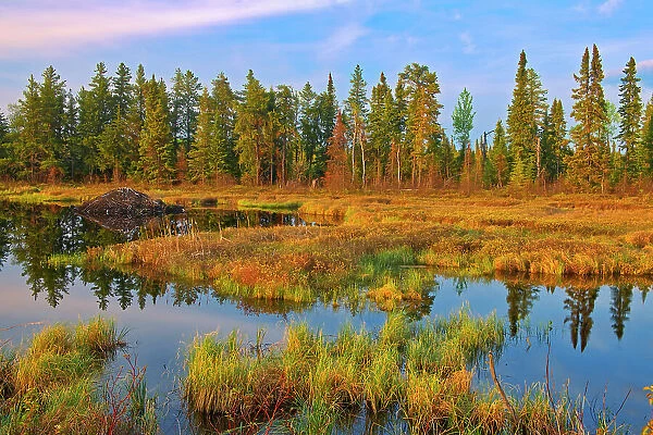 Wetland in autumn and beaver lodge. Pakwash Provincial Park, Ontario, Canada Pakwash Provincial Park, Ontario, Canada