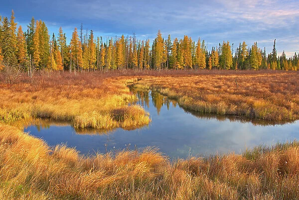 Wetland in autumn Near Wawa, Ontario, Canada