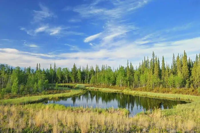 Framed Print : Wetland and boreal forest Near Yellowknife Northwest Territories, Canada Framed Print : Wetland and boreal forest Near Yellowknife Northwest Territories, Canada