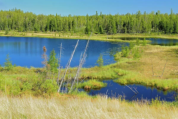 Wetland and boreal forest Yellowknife Highway, Northwest Territories, Canada