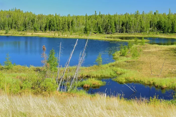 Framed Print : Wetland and boreal forest Yellowknife Highway, Northwest Territories, Canada Framed Print : Wetland and boreal forest Yellowknife Highway, Northwest Territories, Canada