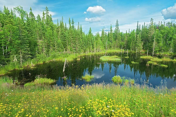 Wetland Near Savant Lake, Ontario, Canada