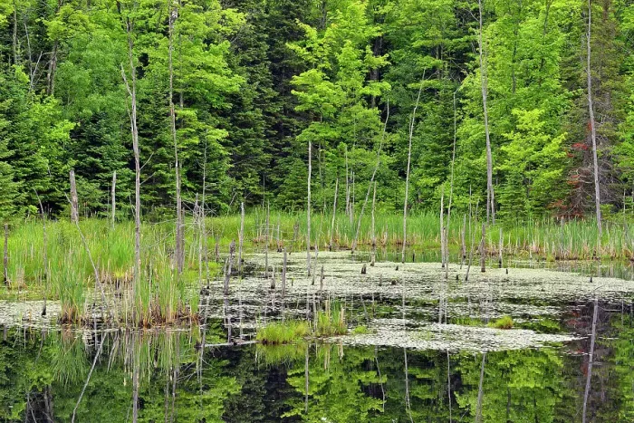 Framed Print : Wetland and tree snags, Hwy 63 near Hayward, Wisconsin, USA Framed Print : Wetland and tree snags, Hwy 63 near Hayward, Wisconsin, USA