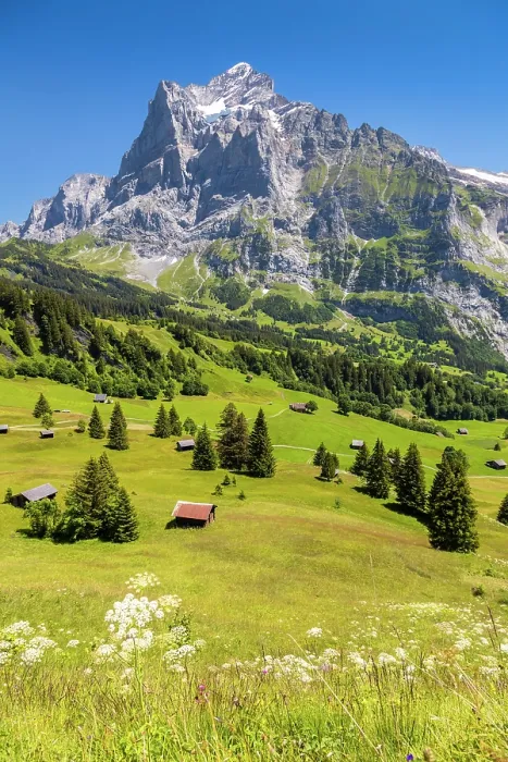 Framed Print : Wetterhorn from above Grindelwald, Canton of Bern, Switzerland Framed Print : Wetterhorn from above Grindelwald, Canton of Bern, Switzerland