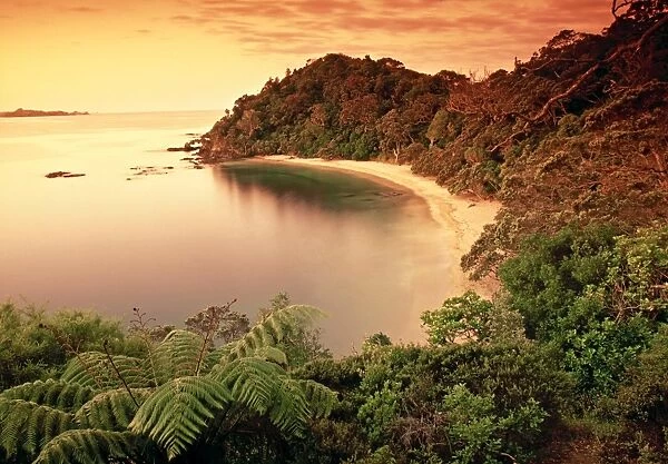 Whale Bay, Northland