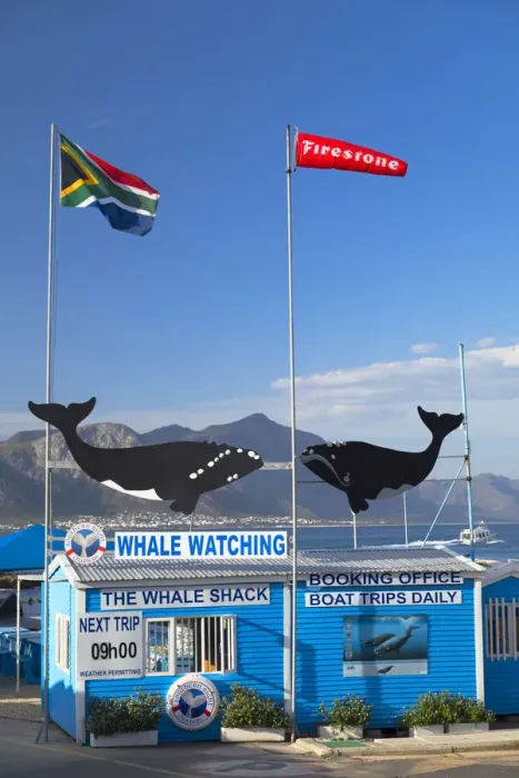Framed Print : Whale watching boat company, Hermanus, Western Cape, South Africa Framed Print : Whale watching boat company, Hermanus, Western Cape, South Africa