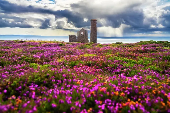 Framed Print : Wheal Coates and Chapel Port Mine during flowering, Saint Agnes, Cornwall, England, United Kingdom Framed Print : Wheal Coates and Chapel Port Mine during flowering, Saint Agnes, Cornwall, England, United Kingdom