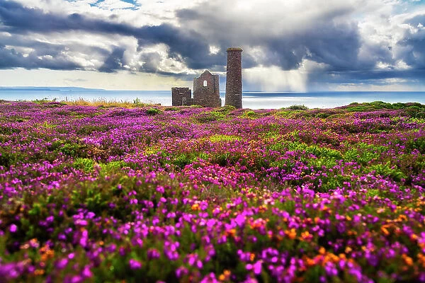 Wheal Coates and Chapel Port Mine during flowering, Saint Agnes, Cornwall, England, United Kingdom