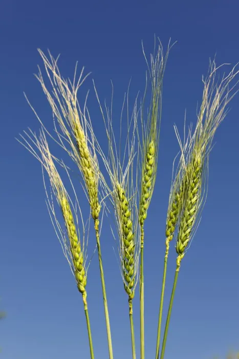 Framed Print : Wheat Framed Print : Wheat