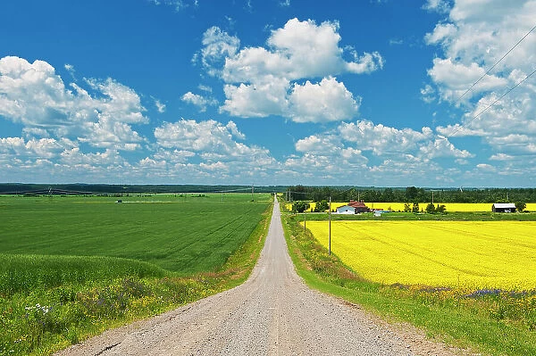 Wheat and canola fields lining a country road New Liskeard, Ontario, Canada