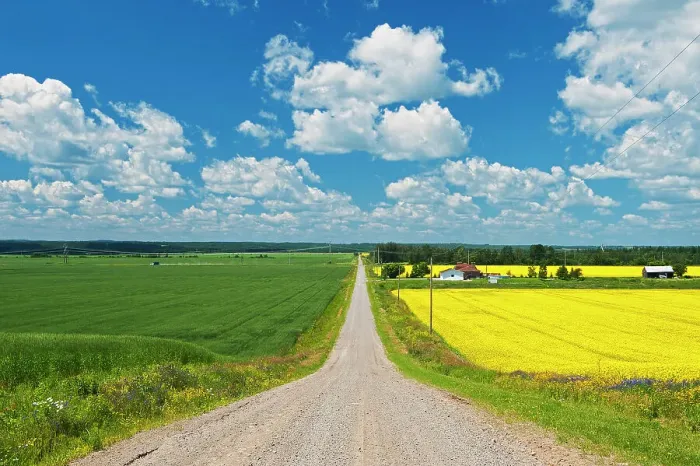 Framed Print : Wheat and canola fields lining a country road New Liskeard, Ontario, Canada