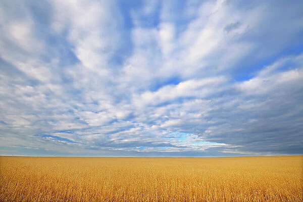 Wheat crop and clouds Grande Prairie Alberta, Canada
