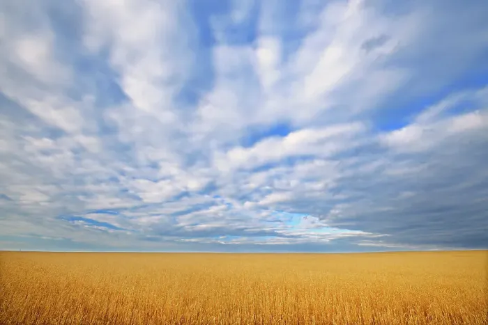 Framed Print : Wheat crop and clouds Grande Prairie Alberta, Canada Framed Print : Wheat crop and clouds Grande Prairie Alberta, Canada