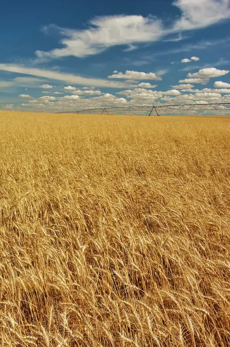 Framed Print : Wheat crop being irrigated. Medicine Hat, Alberta, Canada