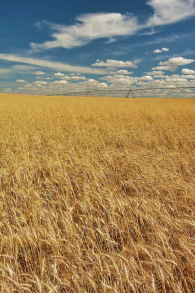 Wheat crop being irrigated. Medicine Hat, Alberta, Canada