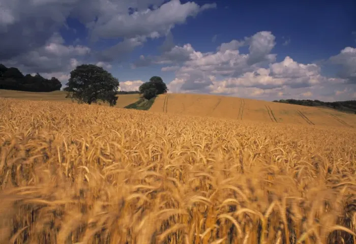 Framed Print : Wheat field