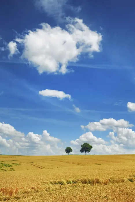 Framed Print : Wheat field and cumulonimbus clouds - Germany, Bavaria, Upper Bavaria, Freising Framed Print : Wheat field and cumulonimbus clouds - Germany, Bavaria, Upper Bavaria, Freising