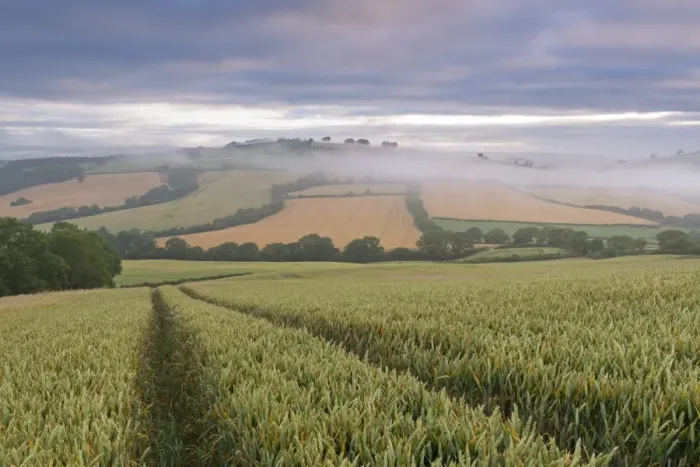 Framed Print : Wheat field and rolling countryside at dawn, Devon, England. Summer (July) Framed Print : Wheat field and rolling countryside at dawn, Devon, England. Summer (July)