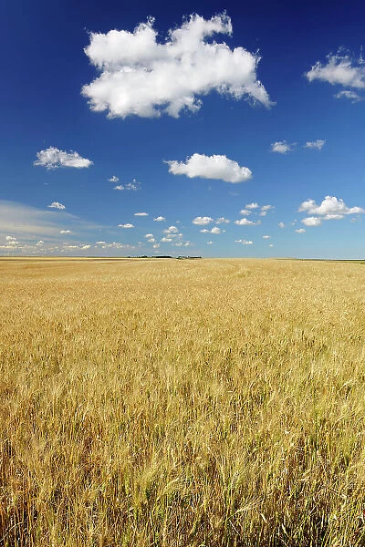 Wheat field Rosenhof Saskatchewan, Canada