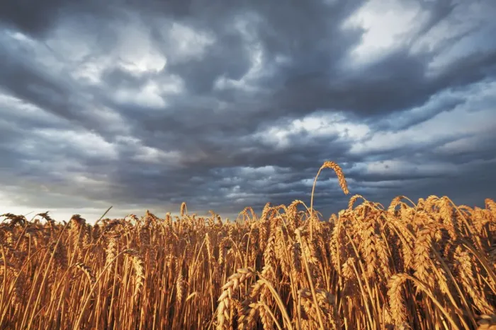 Framed Print : Wheat field and thunderstorm clouds - Germany, Bavaria, Upper Bavaria, Munich Framed Print : Wheat field and thunderstorm clouds - Germany, Bavaria, Upper Bavaria, Munich