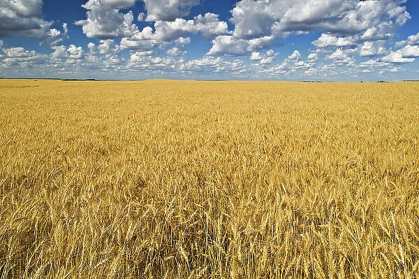Wheat field Trochu, Alberta, Canada