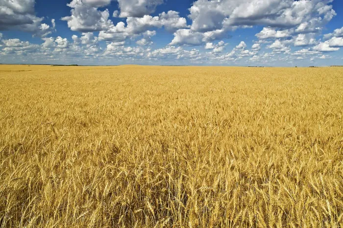 Framed Print : Wheat field Trochu, Alberta, Canada Framed Print : Wheat field Trochu, Alberta, Canada