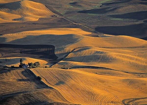 Wheat Fields, Palouse Region, Washington State, USA