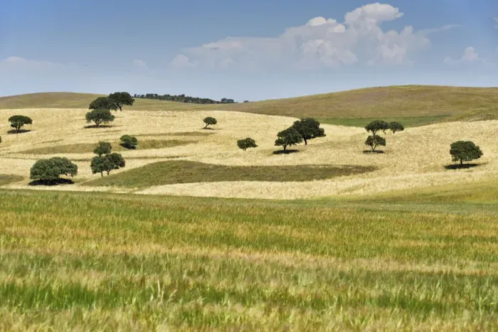 Framed Print : Wheat fields of Aljustrel, Alentejo. Portugal Framed Print : Wheat fields of Aljustrel, Alentejo. Portugal