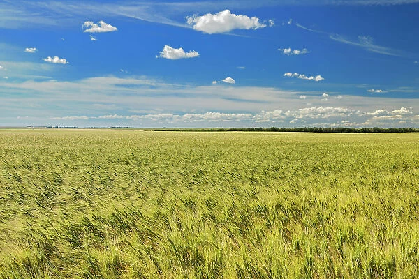 Wheat Rosenhof, Saskatchewan, Canada