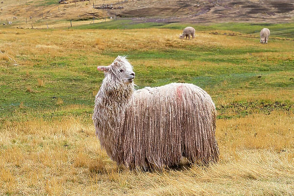 White Alpaca with long hair at meadow, Pitumarca District, Cusco Region, Peru